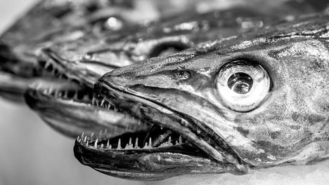 fish-gd66f780fd_1280.jpg
