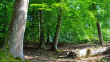 Wald-Buchen-WEB.jpg